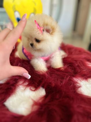 MİNİ BOY PRENSES POMERANİAN
