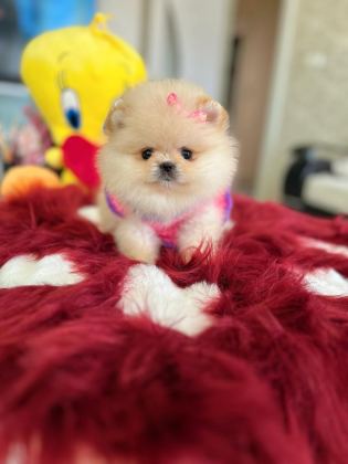 MİNİ BOY PRENSES POMERANİAN