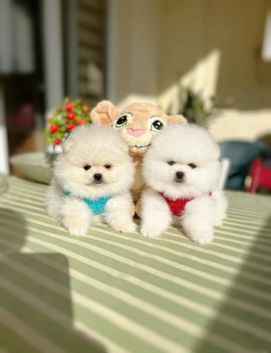 2 ERKEK AYICIKLAR POMERANİAN BOO