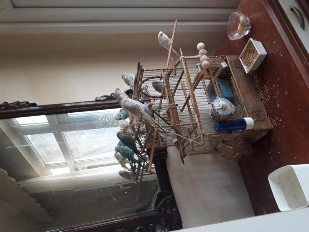5 ADET YAVRU MUHABBET KUŞU