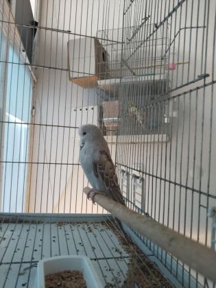 YAVRU SHOW JUMBO MUHABBET KUŞU