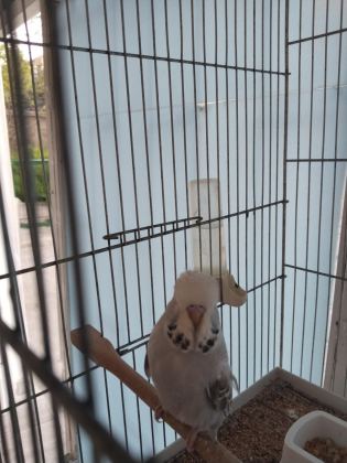 YAVRU SHOW JUMBO MUHABBET KUŞU