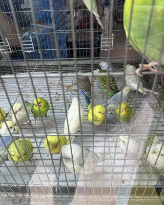 BEBEK MUHABBET KUŞU YENİ YEME DÜŞMÜŞ