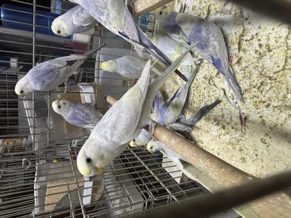RAİNBOW YAVRU MUHABBET KUŞU