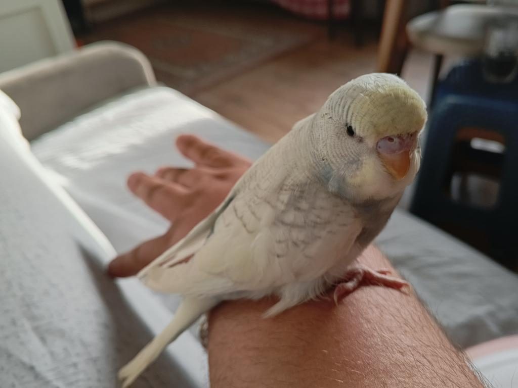 ELE ALIŞIK SAĞLIKLI YAVRU 2 ADET MUHABBET KUŞU