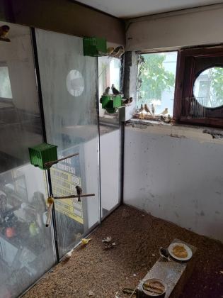 DİŞİ ERKEK HAZIR KANARYALAR