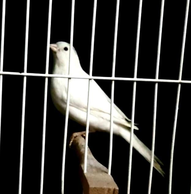 KANARYALARİM AÇIKLAMALARI OKUYALIM