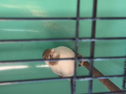 VASIFLI GLOSTER KANARYALAR