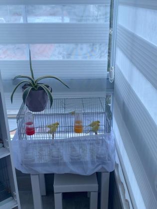 MANULİA ÖTÜM KUŞU