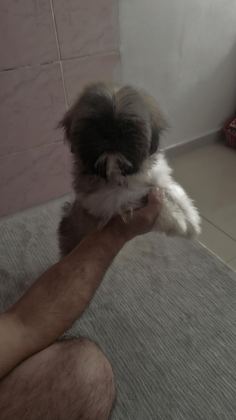 SHİH-TZU YAVRULARIMIZ