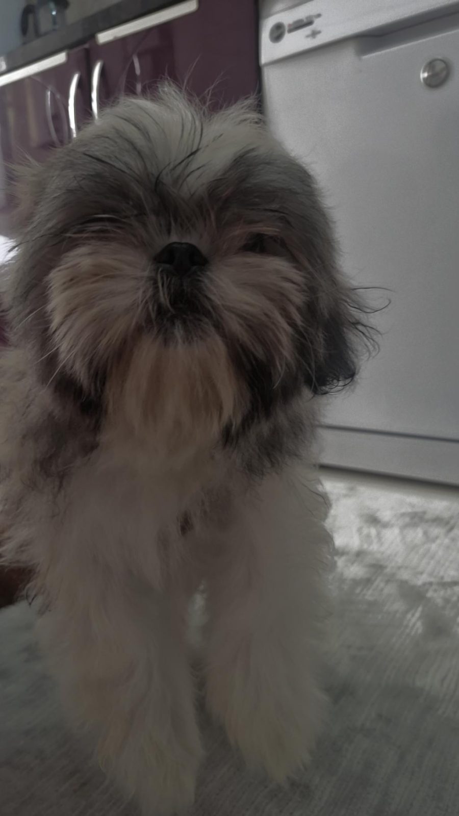 SHİH-TZU YAVRULARIMIZ