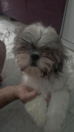 SHİH-TZU YAVRULARIMIZ