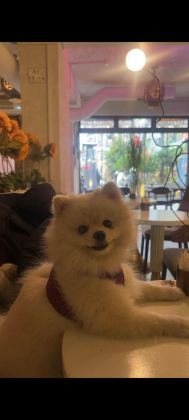 POMERANİAN BOO KIZIMIZ