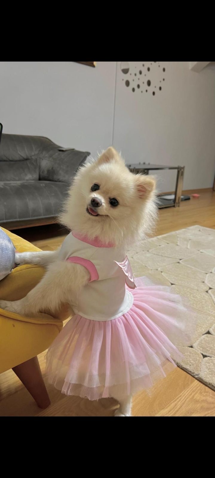 POMERANİAN BOO KIZIMIZ