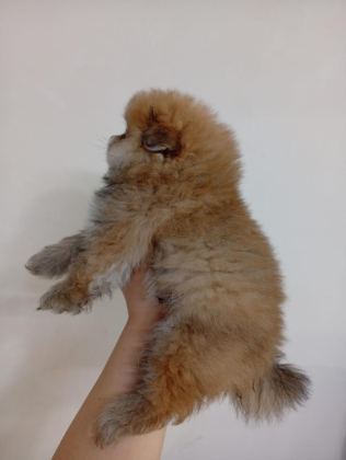 SAFKAN POMERANİAN BOO ERKEK YAVRU