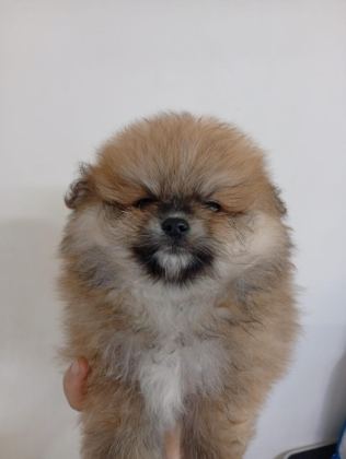 SAFKAN POMERANİAN BOO ERKEK YAVRU