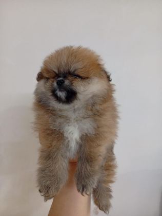 SAFKAN POMERANİAN BOO ERKEK YAVRU