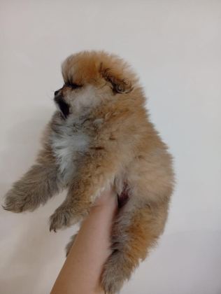 SAFKAN POMERANİAN BOO ERKEK YAVRU