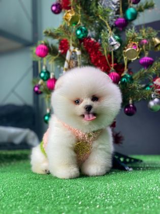 BOO POMERANİAN TEDDY BEAR