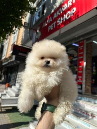 BOO POMERANİAN TEDDY BEAR