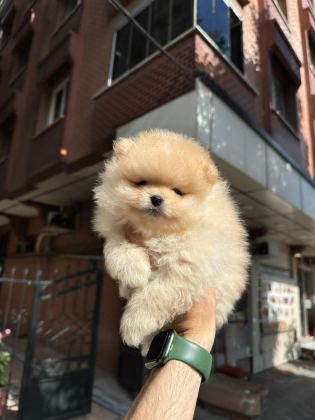 BOO POMERANİAN TEDDY BEAR