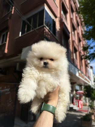 BOO POMERANİAN TEDDY BEAR