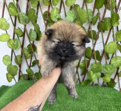 POMERANİAN BOO 4 DİŞİ 1 ERKEK