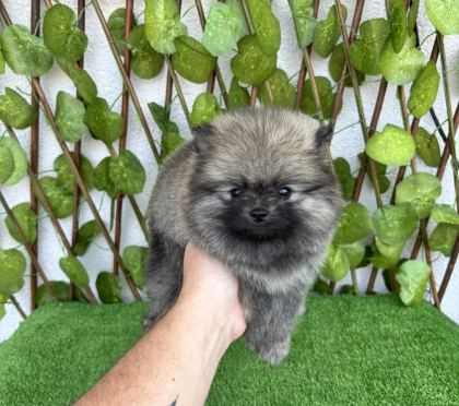 POMERANİAN BOO 4 DİŞİ 1 ERKEK