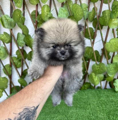 POMERANİAN BOO 4 DİŞİ 1 ERKEK