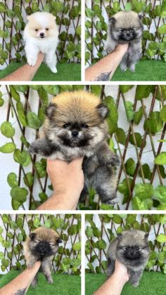 POMERANİAN BOO 4 DİŞİ 1 ERKEK