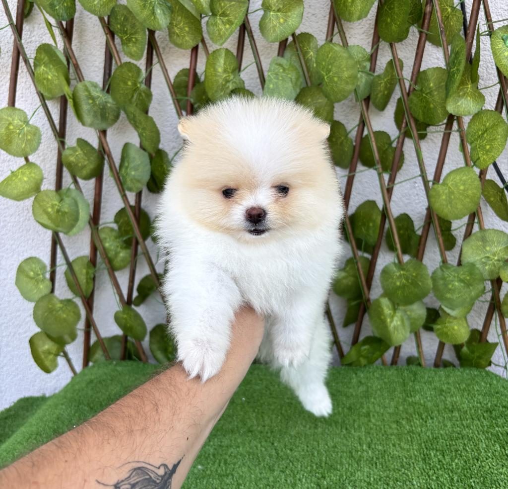POMERANİAN BOO 4 DİŞİ 1 ERKEK