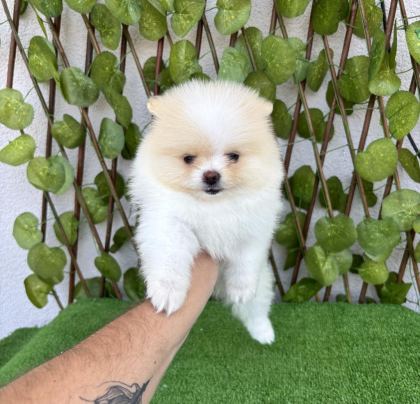 POMERANİAN BOO 4 DİŞİ 1 ERKEK