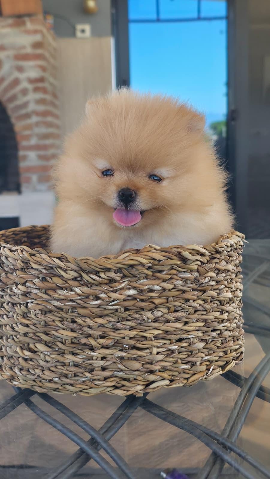 POMERANİAN BOO SAĞLIKLI KÖPEĞİMİZ