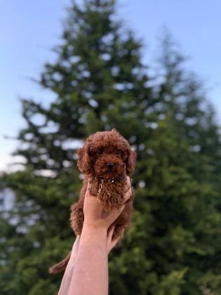 KOYU RENK KORE TEACUP POODLE