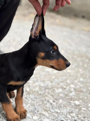 DOBERMAN YAVRULARIMIZ