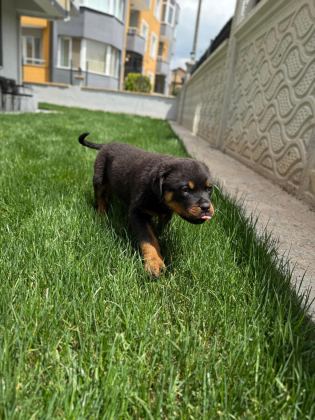 ROTTWEİLER KÖPEĞİMİZ