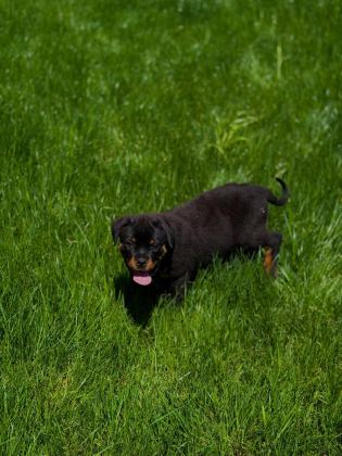ROTTWEİLER KÖPEĞİMİZ
