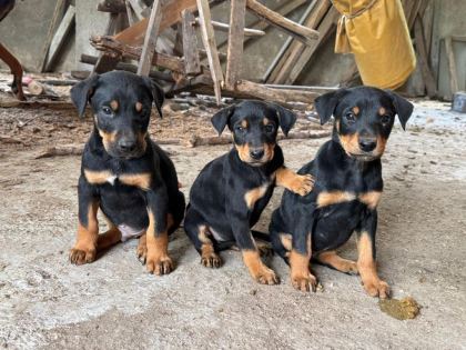 DOBERMAN YAVRULARIMIZ