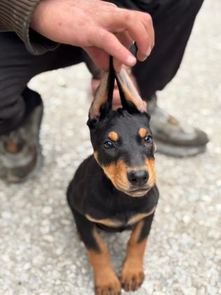 DOBERMAN YAVRULARIMIZ