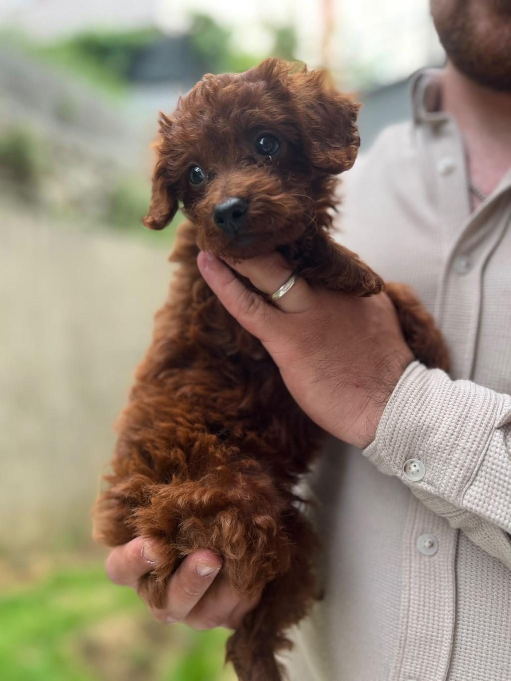 MALTİPOO VE POODLE
