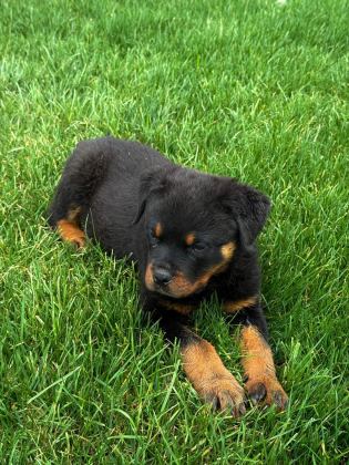 ROTTWEİLER KÖPEĞİMİZ