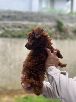 MALTİPOO VE POODLE
