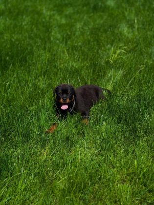 ROTTWEİLER KÖPEĞİMİZ