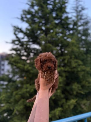 KOYU RENK KORE TEACUP POODLE