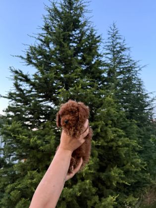 KOYU RENK KORE TEACUP POODLE