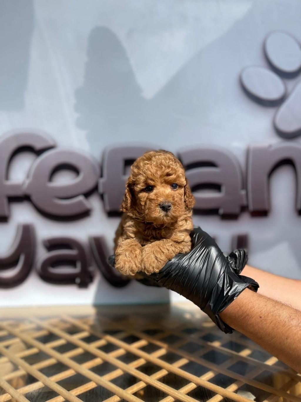 TOY POODLE YAVRU KÖPEKLER