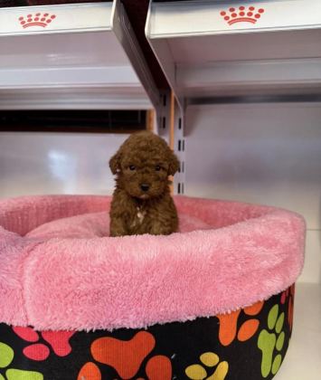 BEBEK YÜZLÜ TOY POODLE YAVRULARIMIZ