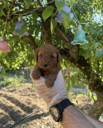 TOY POODLE IRK GARANTİLİ YAVRULARIMIZ