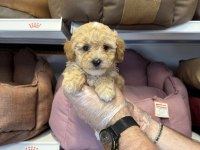 BEBEK YÜZLÜ MALTİPOO YAVRULARIMIZ