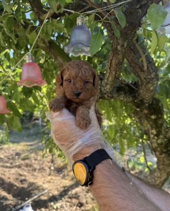 TOY POODLE IRK GARANTİLİ YAVRULARIMIZ